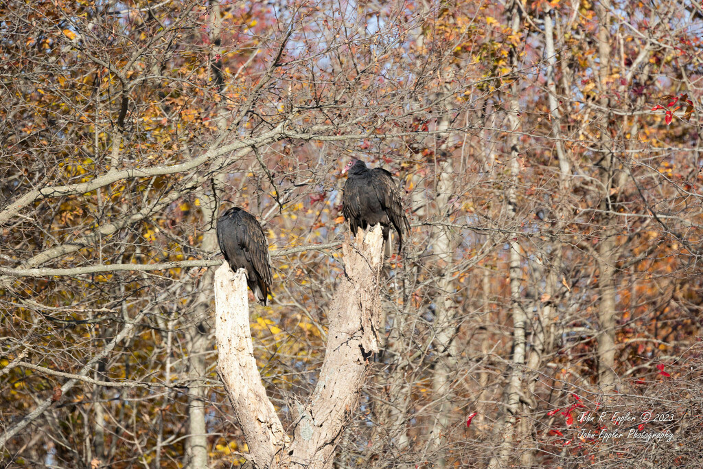 Turkey Vulture from Kent County, DE, USA on November 14, 2023 at 1004