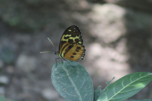 Tithorea harmonia lateflava