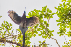 Brown Sicklebill photo 5