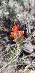 Castilleja chromosa