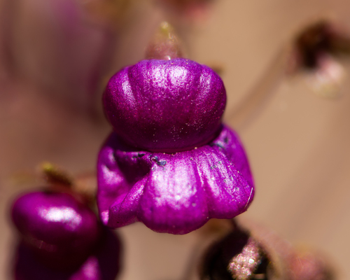 Calceolaria purpurea (Calceolaria purpurea)
