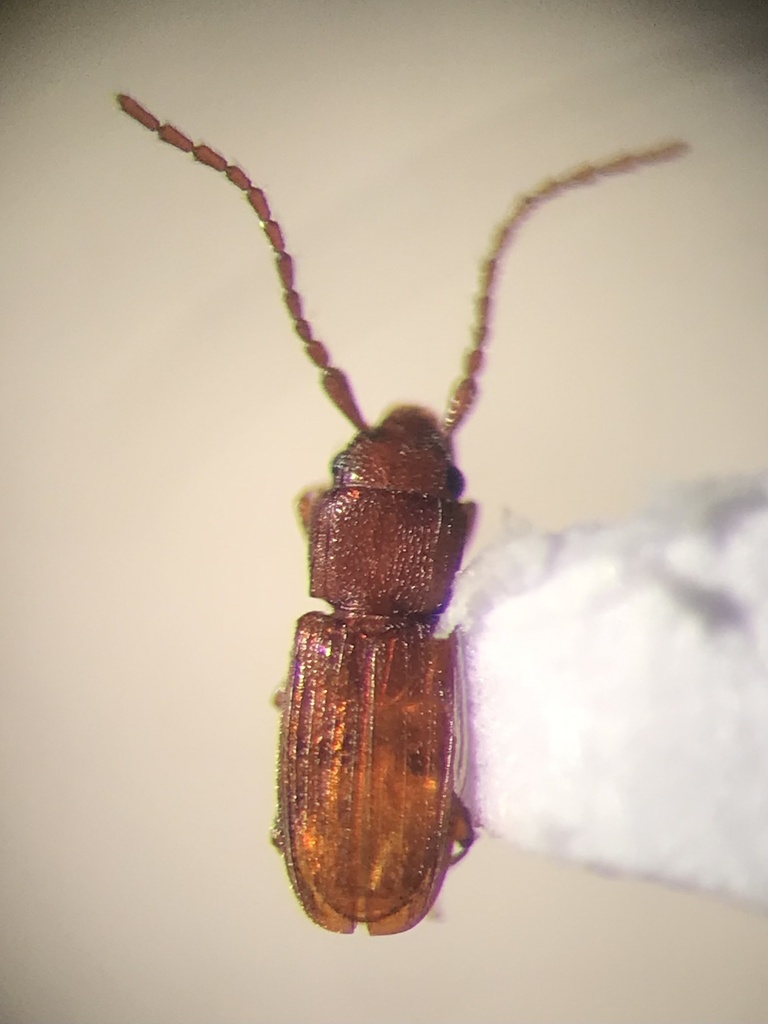 Cryptolestes punctatus