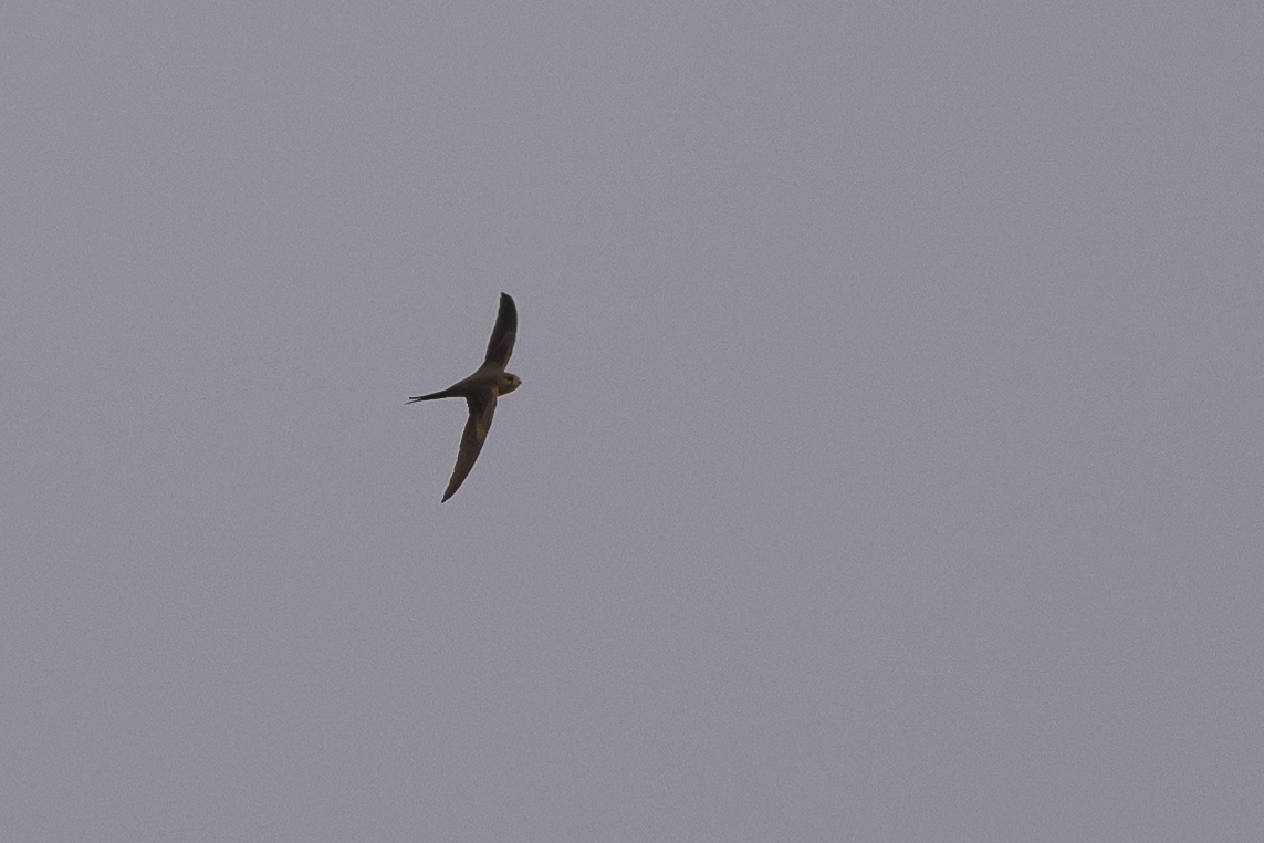 African Palm Swift