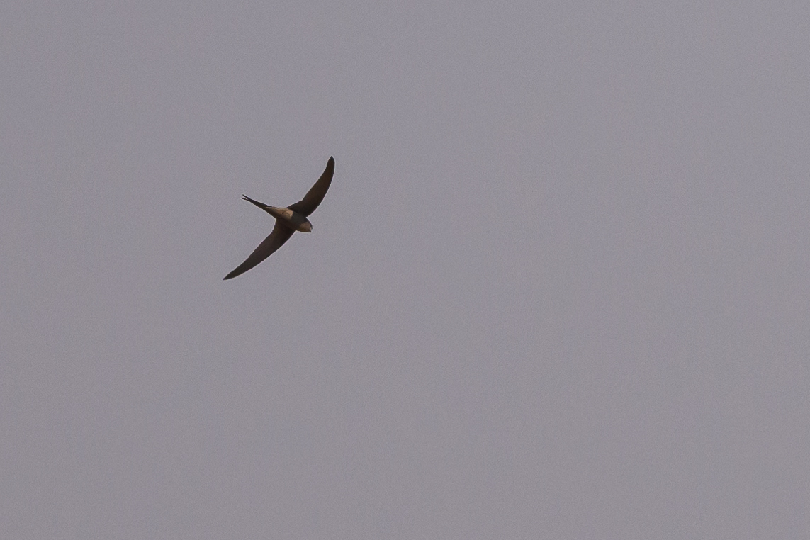 African Palm Swift