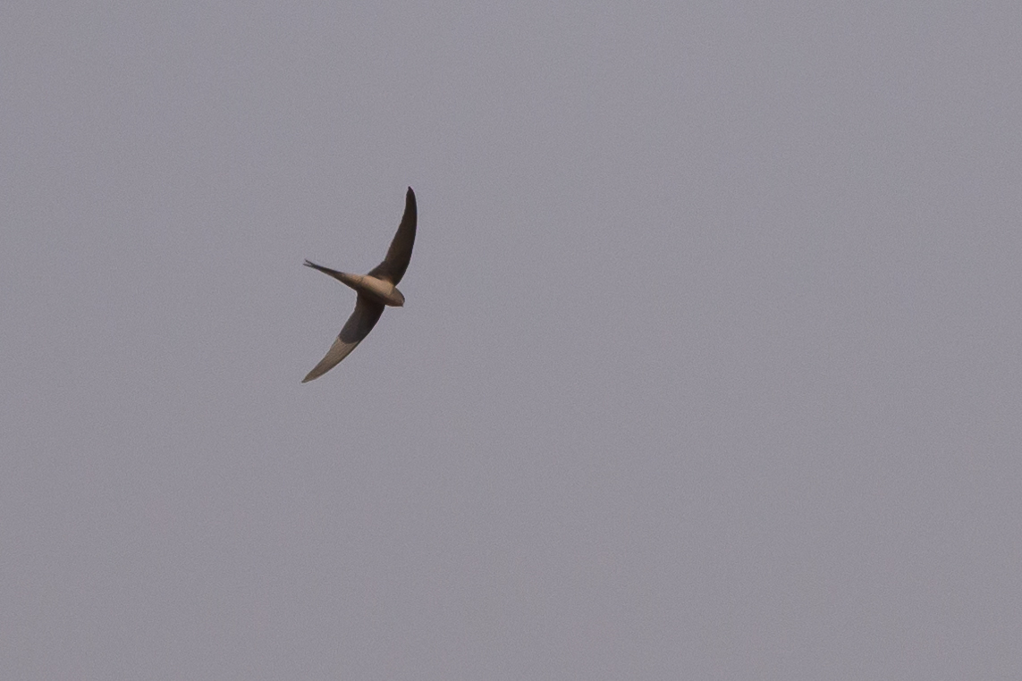 African Palm Swift