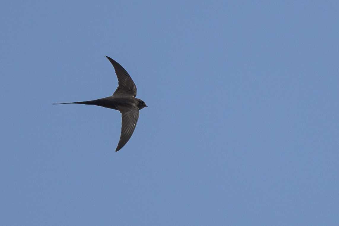 African Palm Swift