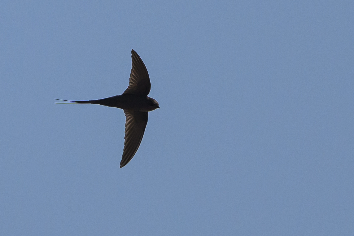 African Palm Swift
