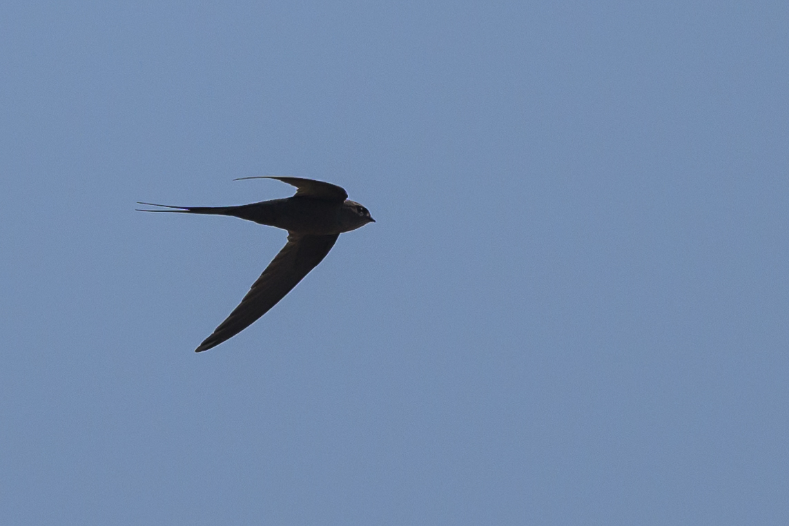 African Palm Swift