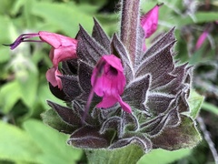 Salvia spathacea