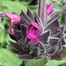 Salvia spathacea - Photo (c) sennesand,  זכויות יוצרים חלקיות (CC BY-NC), uploaded by sennesand