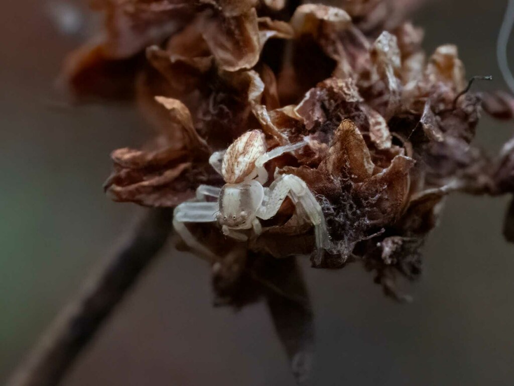 Mecaphesa from North of Climbers loop along FJST, San Diego, CA, USA on