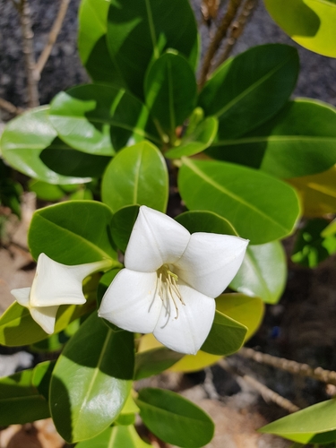 Image of Torchwood (Bikkia tetrandra) by (c) aubrey_moore, some rights reserved (CC BY)