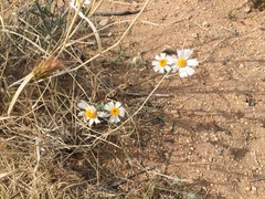 Layia glandulosa