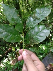 Ilex pallida image