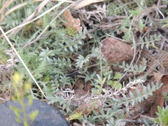 Astragalus nuttallianus austrinus