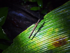 Pseudophasma unicolor