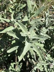 Salvia leucophylla