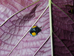 Omaspides convexicollis