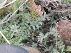 Astragalus nuttallianus austrinus