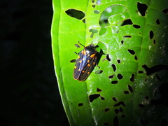 Mahanarva costaricensis