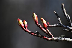 Acer glabrum douglasii