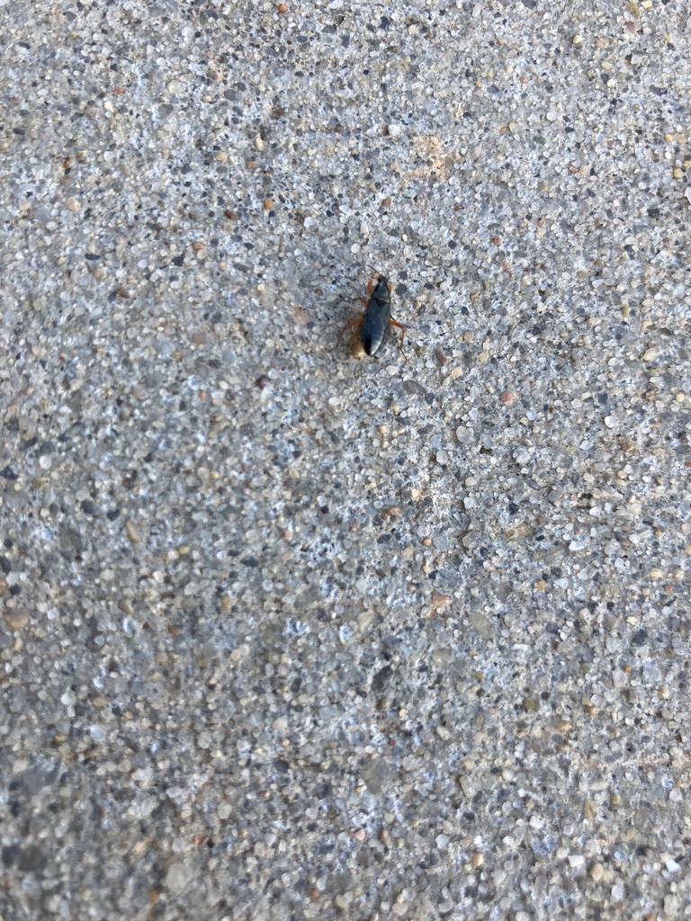 True Bugs, Hoppers, Aphids, and allies from 13th Pl, Norman, OK, US on