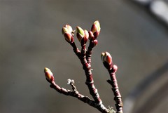 Acer glabrum douglasii