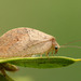 Gayomyia falcata - Photo (c) MatiasG, μερικά δικαιώματα διατηρούνται (CC BY-ND), uploaded by MatiasG