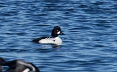 Bucephala clangula × islandica