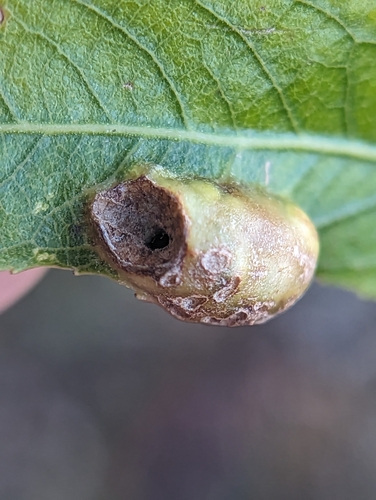 Willow Redgall Sawfly photo 6