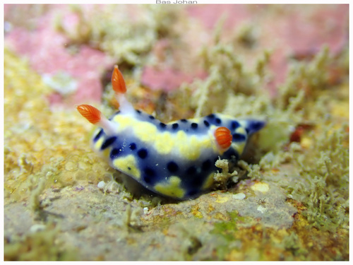 Painted Hypselodoris