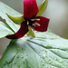 Ill-scented Trillium - Photo (c) BlueRidgeKitties, some rights reserved (CC BY-NC-SA)