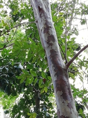 Psidium friedrichsthalianum