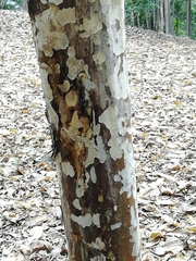 Psidium friedrichsthalianum