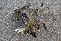 Cyrtograpsus