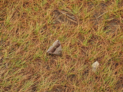 Gordonia Darkwing photo 5