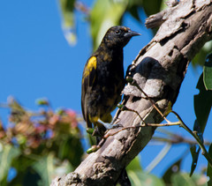 Icterus portoricensis