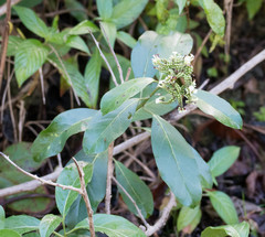Tournefortia bicolor
