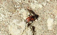 Lygaeus alboornatus