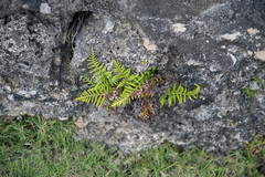 Pityrogramma chrysophylla gabrielae