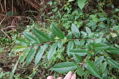 Rhamnus formosana