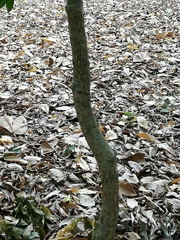 Aspidosperma polyneuron