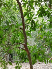 Aspidosperma polyneuron