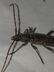 Elaphidion mucronatum
