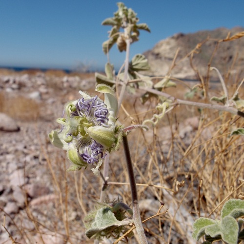 Image of Passiflora arida by (c) Sue Carnahan, some rights reserved (CC BY)