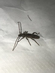 Elaphidion mucronatum