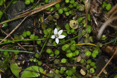 Lobelia carens