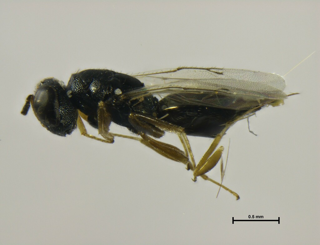 Wasp