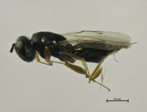 Dibrachys