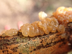 Tremella globispora